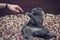 British Shorthair cat greets paw with a human hand