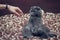 British Shorthair cat greets paw with a human hand