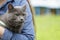 British shorthair cat on hands with unhappy look