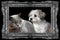 British shorthair cat and havanese dog in silver frame