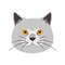 British Shorthair cat  head isolate on white background. Cartoon cat kitten icon vector. Hand drawn childish vector illustration.