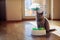 British shorthair cat with her cats toy in living room