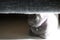 British Shorthair cat hidden under the sofa