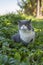 British shorthair cat hiding in the grass