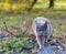 British shorthair cat hunting birds and mice outside the garden.