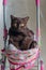 British Shorthair cat laying in colourful baby stroller indoors. Playful domestic cat sitting in a trolley inside