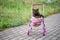 British Shorthair cat laying in colourful baby stroller outdoors. Playful domestic cat sitting in a trolley outside