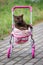 British Shorthair cat laying in colourful baby stroller outdoors. Playful domestic cat sitting in a trolley outside