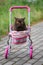 British Shorthair cat laying in colourful baby stroller outdoors. Playful domestic cat sitting in a trolley outside