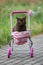British Shorthair cat laying in colourful baby stroller outdoors. Playful domestic cat sitting in a trolley outside