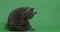 British shorthair cat licking itself on a green screen