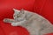 British shorthair cat licking and lying down on the red leather chair