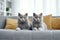 A British shorthair cat lies on a sofa indoors. Generative AI