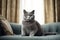 A British shorthair cat lies on a sofa indoors. Generative AI