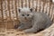 British Shorthair cat, lilac color a cute and beautiful baby kitten playing naughty in a basket