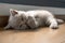 The British Shorthair cat, lilac color a cute and beautiful baby kitten is sleepy, lounging and relaxing on the wooden floors