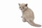 The British Shorthair cat lilac color, cute and beautiful kitten, is sitting and looking back