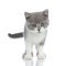 British shorthair cat looking at the camera with humble eyes