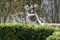 British shorthair cat looking over boxwood hedge
