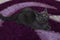 British shorthair cat lying in close-up. A pet. Big eyes. Scottish fold blue color. Grey cat. A thoroughbred pet. A playful kitten