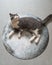 British shorthair cat lying on the moon puzzle