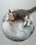 British shorthair cat lying on the moon puzzle