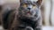 British Shorthair cat with ora