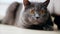 British Shorthair cat with ora