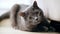 British Shorthair cat with ora
