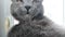 British Shorthair cat with orange eyes,