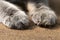 British shorthair cat`s paws on the sand outdoors close up