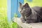 British shorthair cat si on veranda