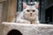 The British shorthair cat, Silver-chocolate color, is lying on a soft bed