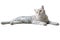 British shorthair cat, Silver chocolate color and yellow eyes, striped cats are sitting, relaxing and relaxing