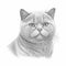 British Shorthair Cat Sketch Detailed Coloring Page