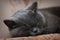 British shorthair cat sleeps on couch