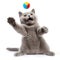 British shorthair cat standing on hind legs and playing ball