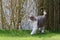 British shorthair cat walking on lawn from coming from a hedge