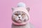 British Shorthair Cat In Warm Holiday Cap On Pastel Pink Color Background. Generative AI