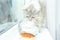 British shorthair cat watching goldfish