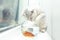 British shorthair cat watching goldfish