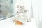 British shorthair cat watching goldfish