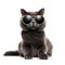 British shorthair cat wearing sunglasses