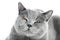 British Shorthair cat on white. Angry, irritated