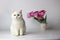 British shorthair cat on the white background. Beautiful white cat. Spring decor home