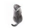 British Shorthair cat on white. Lying