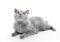 British Shorthair cat on white. Lying