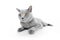 British Shorthair cat on white. Lying