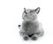 British Shorthair cat on white. Lying