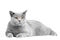 British Shorthair cat on white. Lying